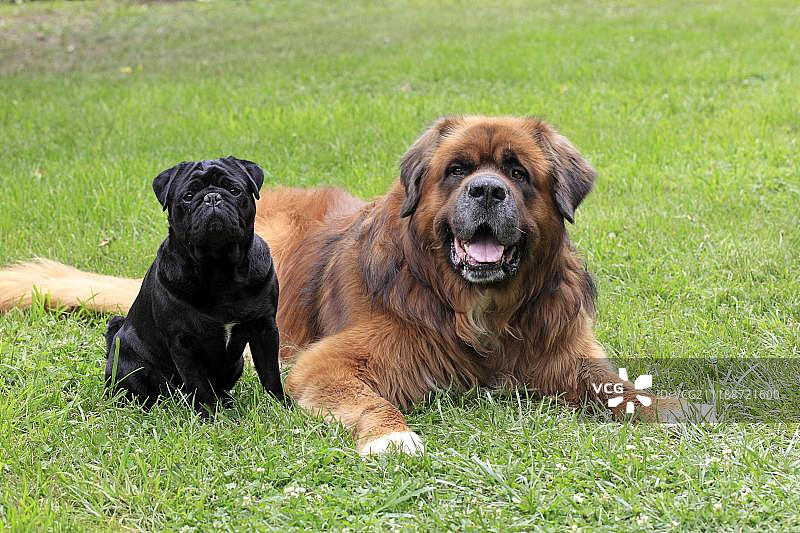 两只成年哈巴犬和德国髯犬坐在德国巴登-符腾堡州霍肯海姆的草地上图片素材