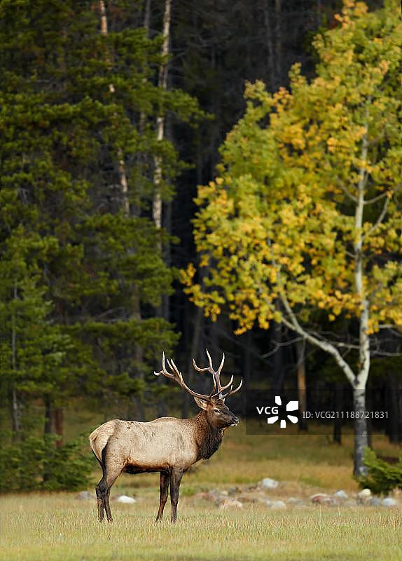 加拿大艾伯塔省贾斯珀国家公园,落基山脉,处于发情期的成年雄性美洲马鹿(加拿大马鹿),站立在森林边缘图片素材