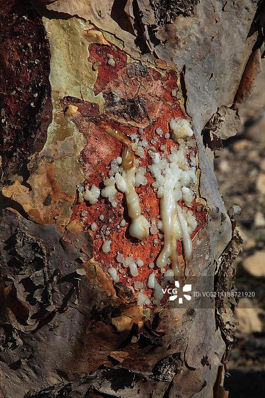 阿曼乳香树：乳香珠产地瓦迪道卡图片素材