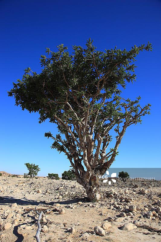乳香树(Boswellia sacra carterii)，达瓦卡谷地，乳香树种植园，联合国教科文组织世界遗产，佐法尔地区，阿曼，阿拉伯半岛，中东，亚洲图片素材