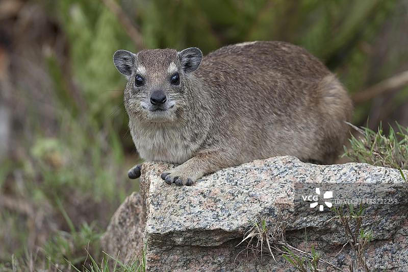 非洲坦桑尼亚塞伦盖蒂国家公园岩石上休息的成年黄斑蹄兔图片素材