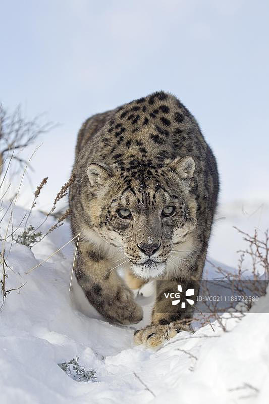 雪豹（Panthera uncia），成年，雪地行走，冬季，圈养图片素材