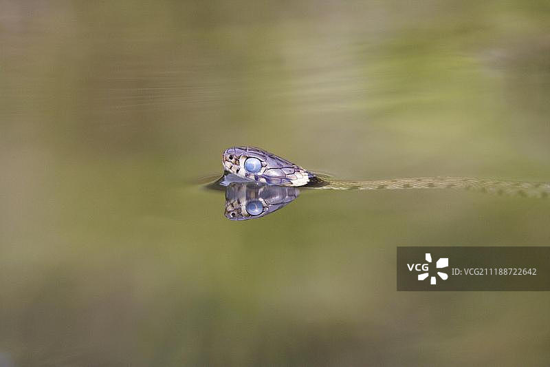 草蛇（Natrix natrix），成年，蓝眼睛表明正在蜕皮，在花园池塘中游泳，英国萨福克郡图片素材
