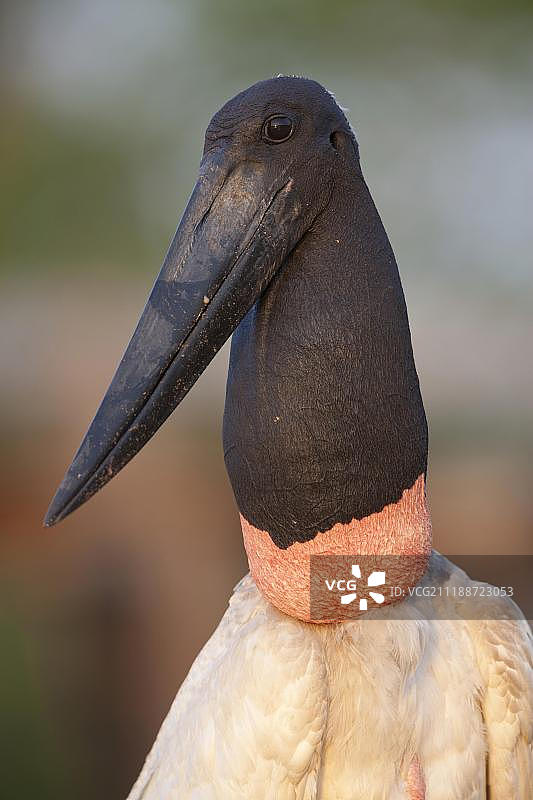 巴西马托格罗索州潘塔纳尔湿地黄昏下的美洲鹮头部和颈部特写图片素材