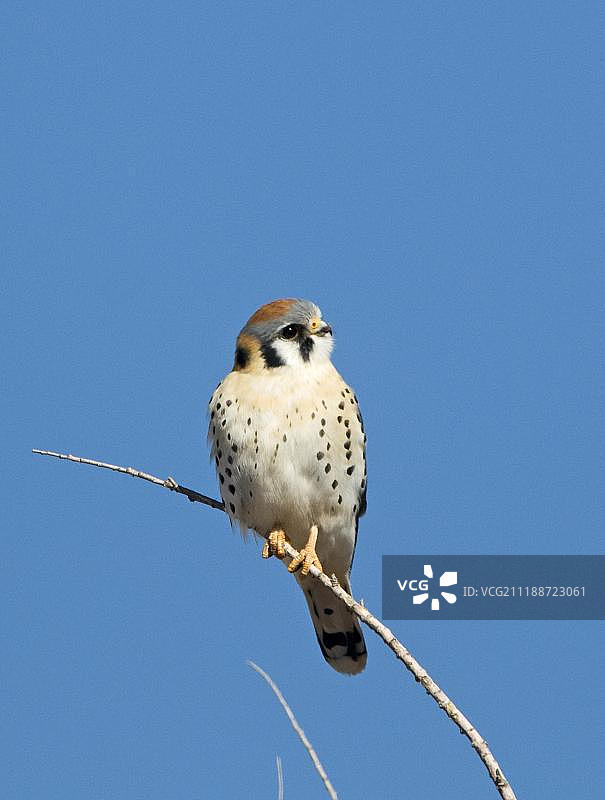 美洲红隼（Falco sparverius），成年雄性，栖息在树枝上，美国新墨西哥州阿帕奇国家野生动物保护区图片素材