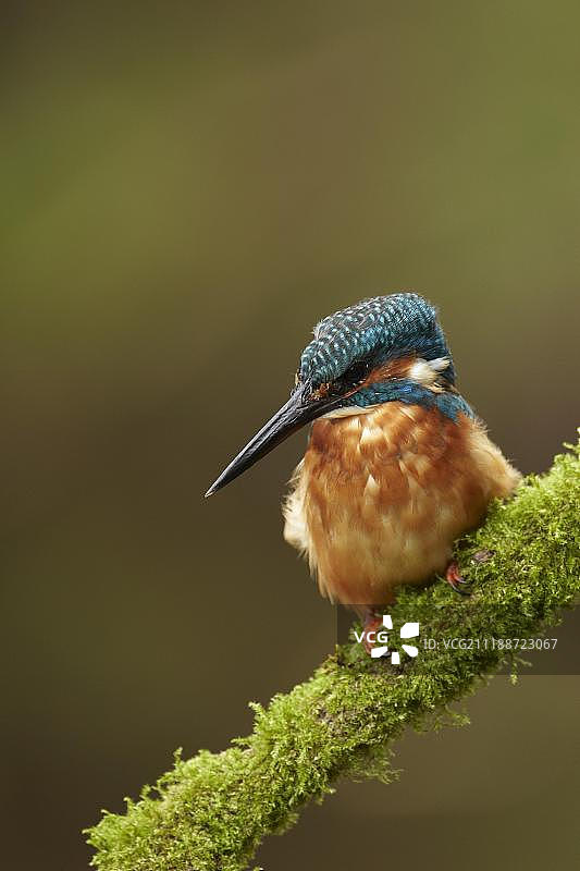 翠鸟栖息于苔藓覆盖的树枝上，伍斯特郡，英格兰，英国，欧洲图片素材