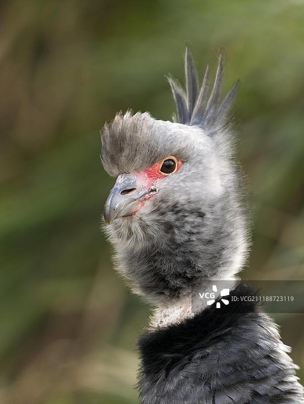 秘鲁成年南方叫鸭肖像图片素材