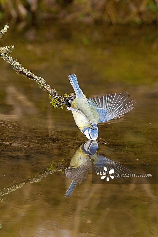 成年蓝山雀(学名:Parus caeruleus)在水边饮水,张开翅膀保持平衡,栖息在树枝上,水面有倒影,英国萨福克郡图片素材