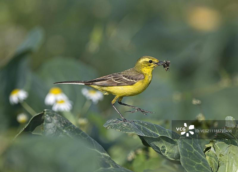 黄鹡鸰（雄性成鸟），嘴含昆虫，在英国林肯郡的卷心菜叶上为雏鸟觅食图片素材
