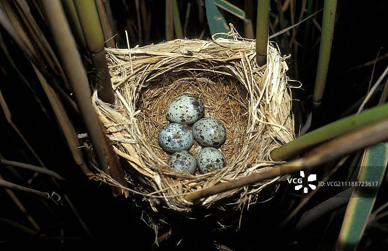 大苇莺鸟巢中的五枚鸟蛋图片素材