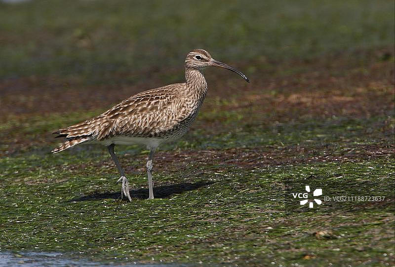中杓鹬在葡萄牙阿尔加维福尔摩沙河国家公园的潮间带滩涂上行走图片素材