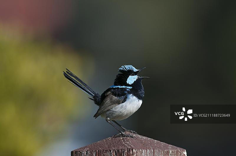 澳洲蓝鹟雄鸟栖息在柱子上歌唱，澳大利亚昆士兰州图片素材