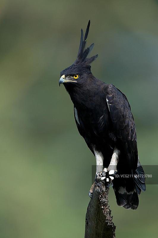非洲肯尼亚纳库鲁的冕鹰，成鸟栖息在树桩上图片素材