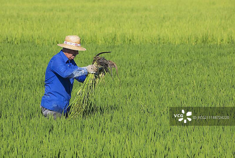 在埃布罗三角洲自然保护区除稻田杂草图片素材