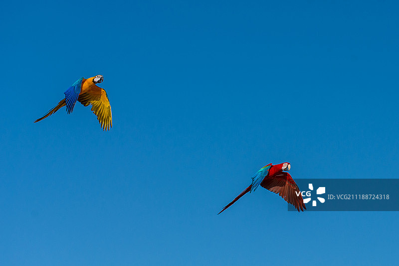黄色-蓝色和红色-蓝色金刚鹦鹉图片素材