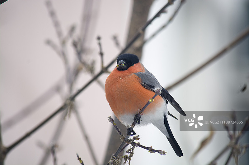 红腹灰雀图片素材
