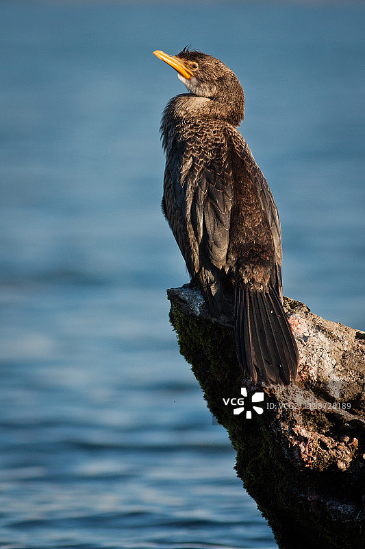 新西兰岩石上的黑色海鸬鹚图片素材