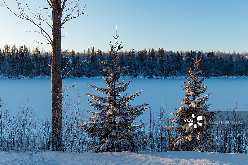 三棵树图片素材
