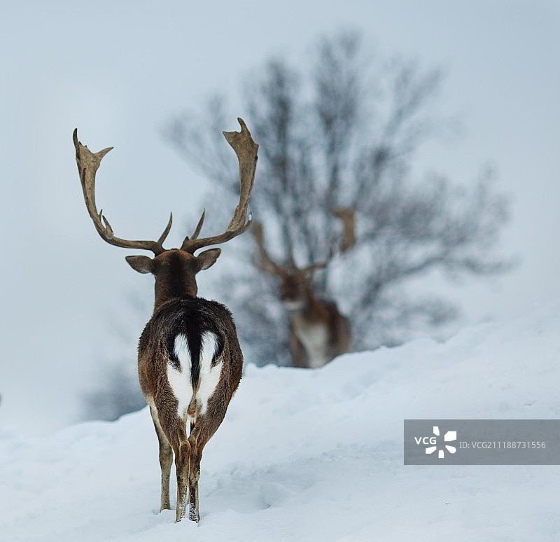 冬季驯鹿特写图片素材