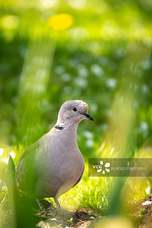 灰斑鸠图片素材