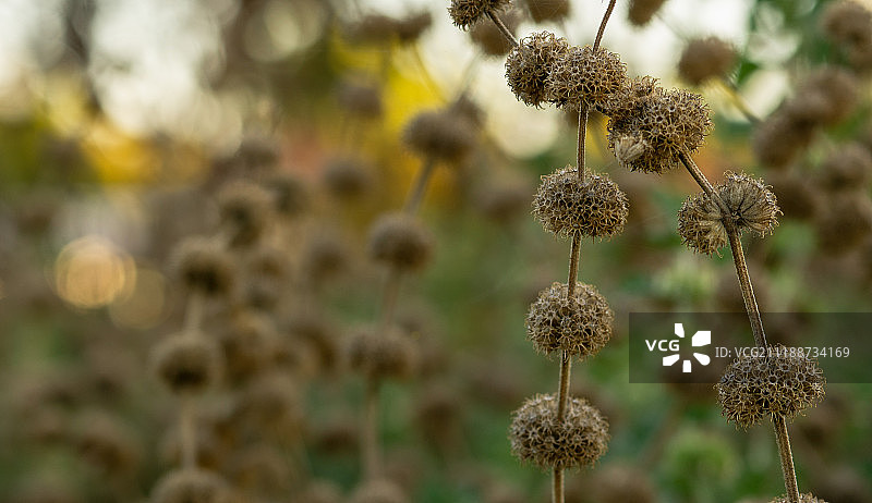 狼尾草图片素材