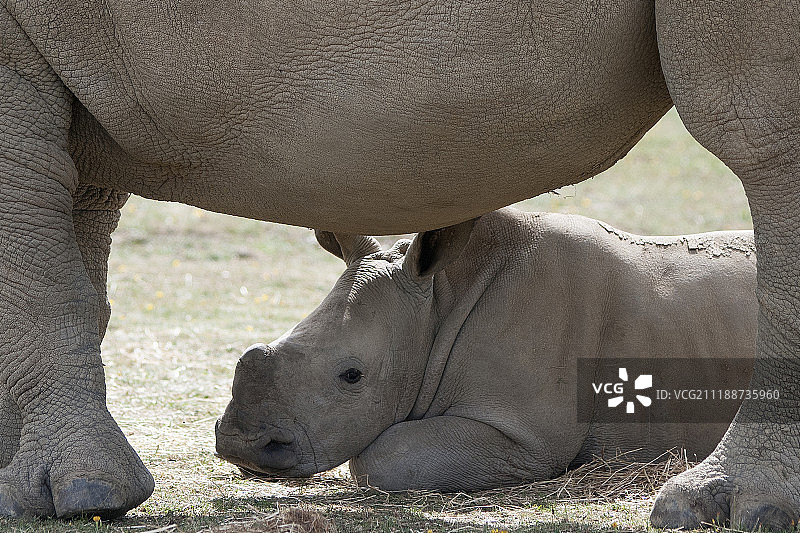 非常重的婴儿图片素材