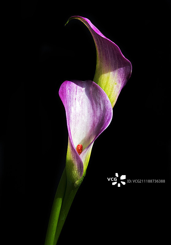 粉色长笛图片素材