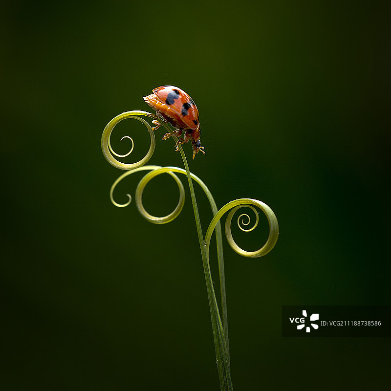 身材丰满的女士图片素材