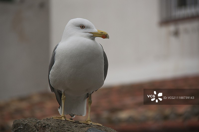 特写：海鸥图片素材