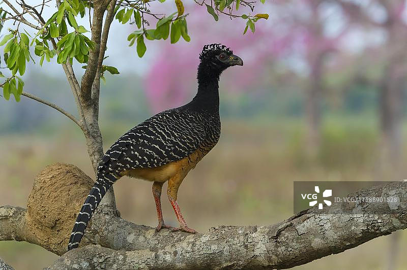巴西马托格罗索潘塔纳尔的雄性裸脸蕉鹃图片素材