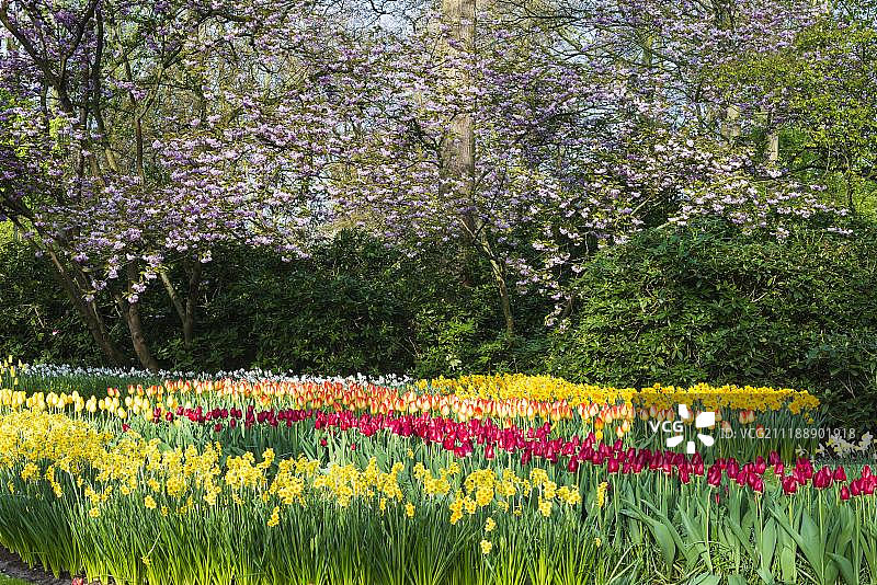 荷兰库肯霍夫花园的彩色郁金香和喷泉图片素材