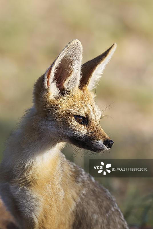 南非卡拉哈里沙漠跨国公园好望角狐狸图片素材
