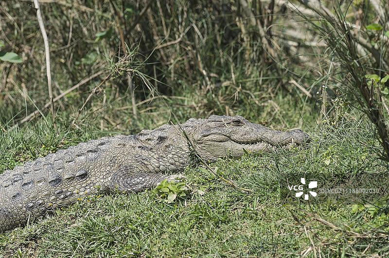 尼泊尔奇特旺国家公园河岸边的沼泽鳄鱼图片素材