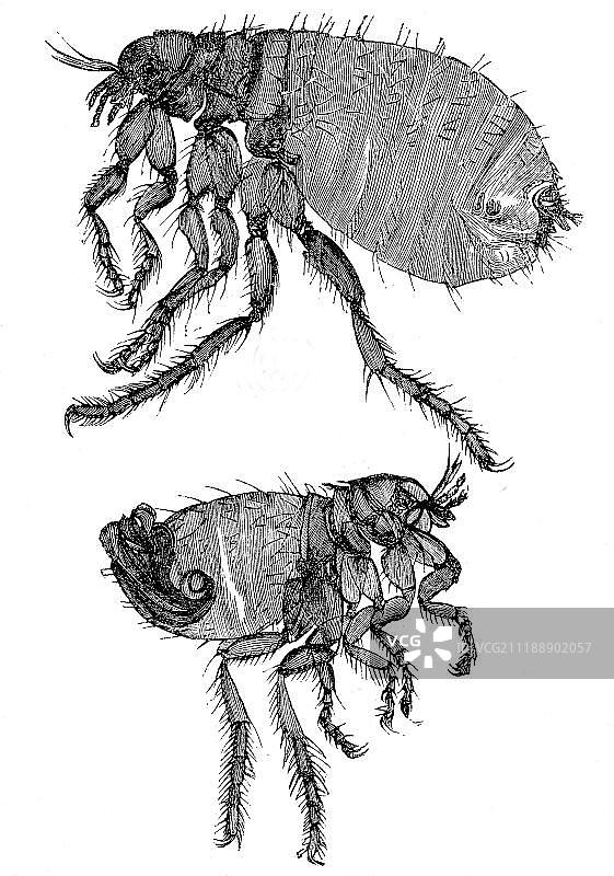 历史插画：犬蚤图片素材