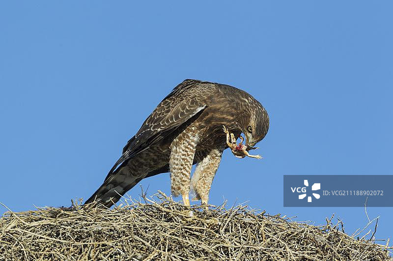 南非卡拉哈里沙漠，幼年灰喉歌鹰捕食地栖飞蜥图片素材