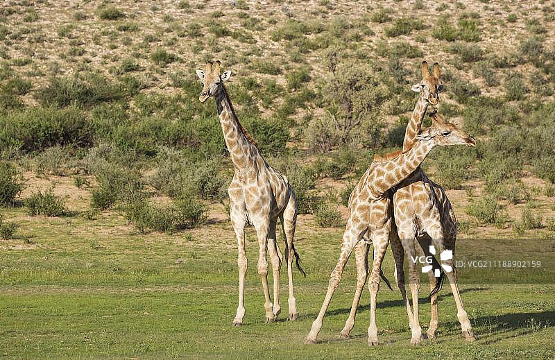 三只南方长颈鹿在卡拉哈里沙漠的雨季战斗图片素材
