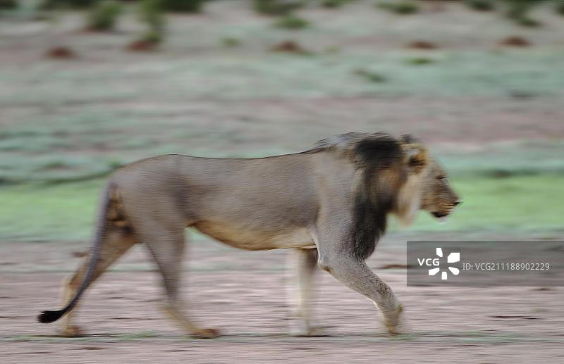 黑鬃雄狮，雨季卡拉哈里沙漠，卡拉哈迪跨国公园，南非图片素材