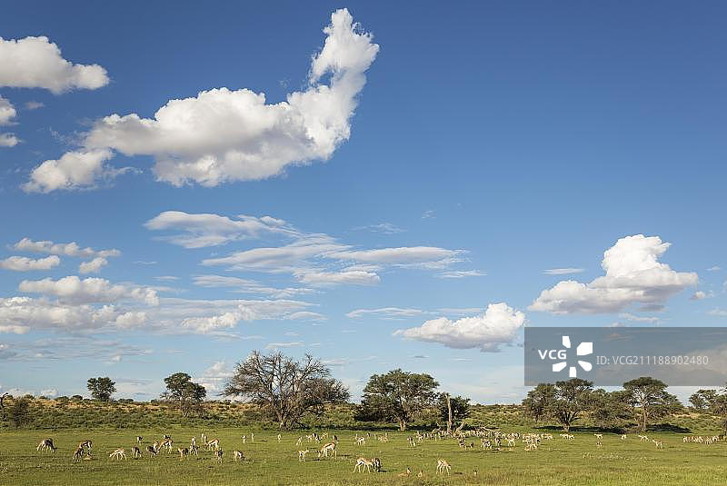 非洲南非卡拉哈里跨境公园，奥布河床中吃草的大群跳羚图片素材