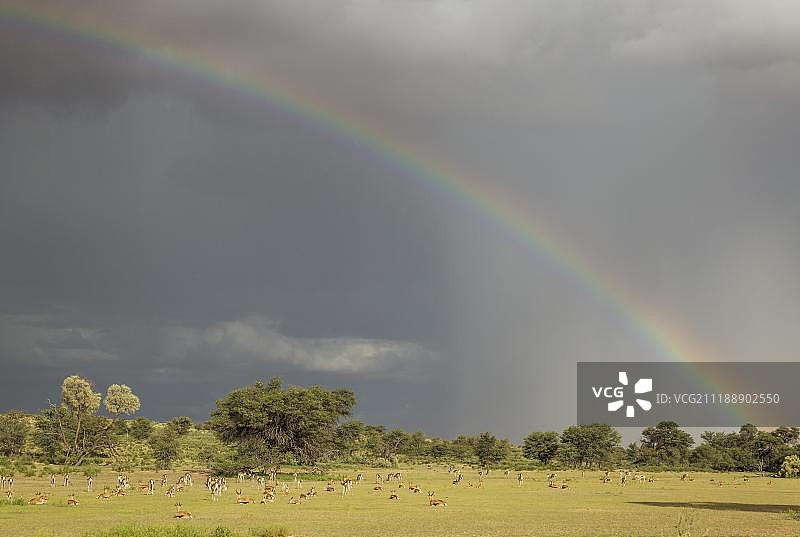 南非卡拉哈里跨国公园雨季的跳羚图片素材