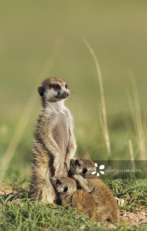 狐獴：在雨季的绿色环境中，带着两只哺乳幼崽的雌性狐獴，卡拉哈里沙漠，跨卡拉哈迪边境公园，南非图片素材