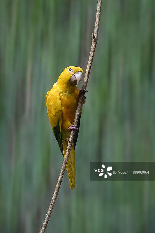 金色鹦鹉，伊瓜苏国家公园，巴西巴拉那州图片素材