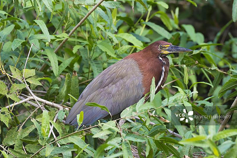 棕红鹭，巴西马托格罗索潘塔纳尔湿地图片素材