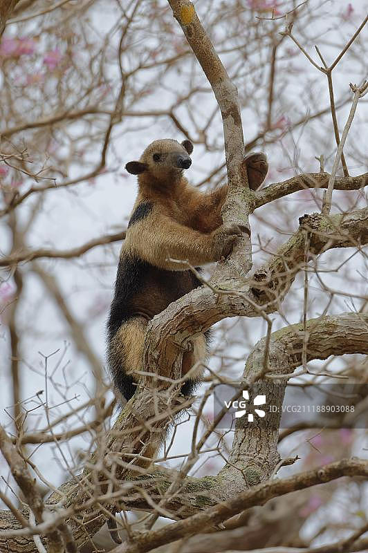 南方小食蚁兽爬树，巴西马托格罗索州潘塔纳尔湿地，南美洲图片素材