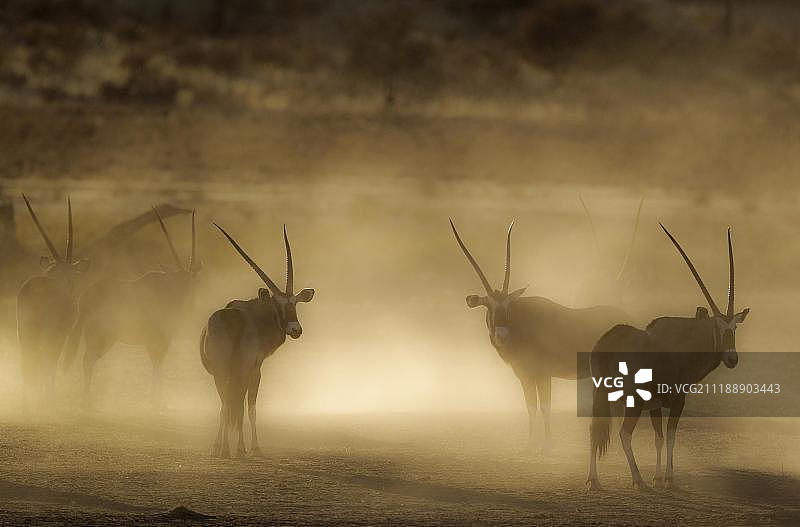 卡拉哈里沙漠，南非，卡格拉格帝跨境公园清晨扬起尘土的南非剑羚（Oryx gazella）图片素材