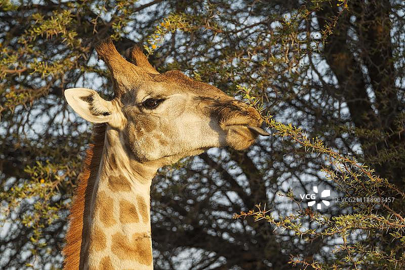 卡拉哈里沙漠中正在进食的雄性长颈鹿，南非图片素材