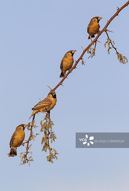 群织雀（Philetairus socius），雄性站在骆驼刺树（Acacia erioloba）的树枝上，卡拉哈里沙漠，科加拉加迪跨境公园，南非，非洲图片素材