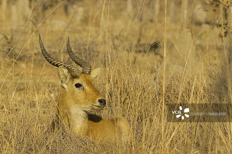 非洲赞比亚卡富埃国家公园，休息的普库羚羊图片素材