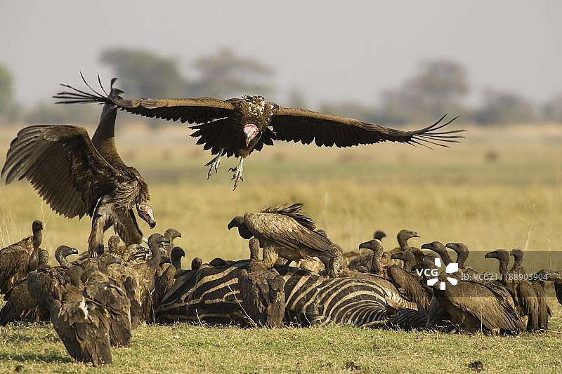 非洲博茨瓦纳乔贝国家公园：两只大型皱脸秃鹫在Burchell斑马尸体旁，还有白背秃鹫图片素材