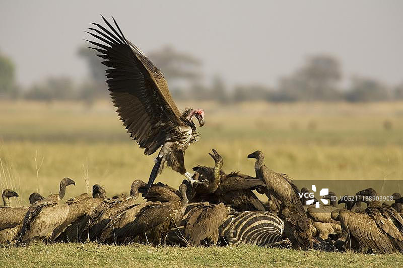 乔贝国家公园，皱脸秃鹫和白背秃鹫争夺斑马尸体图片素材