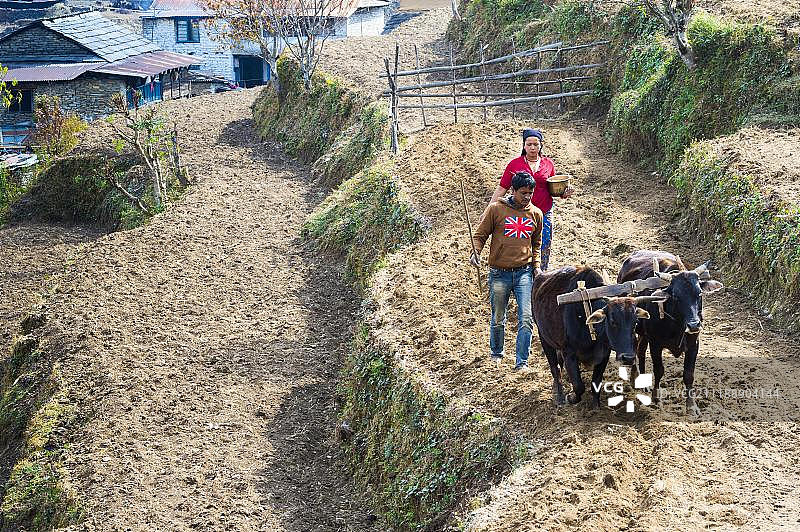 尼泊尔丹普斯山区，一对夫妇在梯田里与牛劳作图片素材